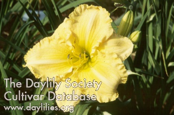 Daylily Josephine Marina